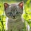 MeowCat